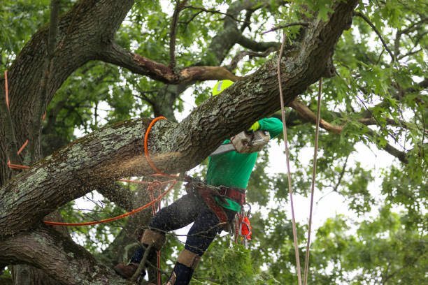 Best Fruit Tree Pruning  in USA